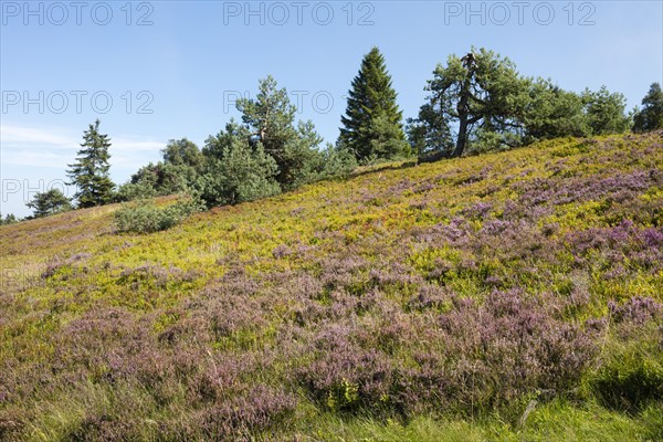 Flowering high heathland