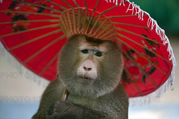 Northern pig-tailed macaque