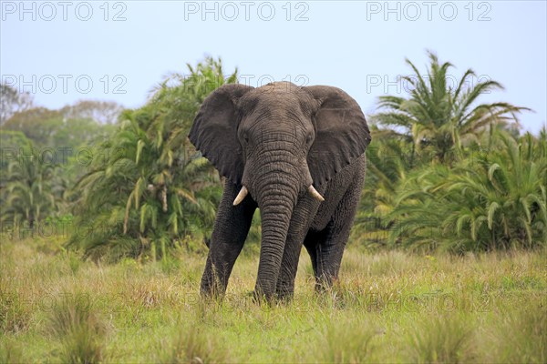 African Elephant