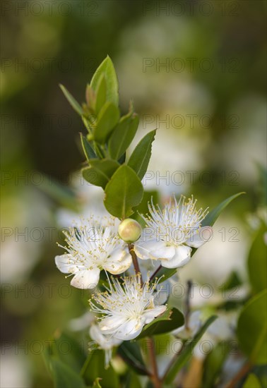 Flowers of myrtle