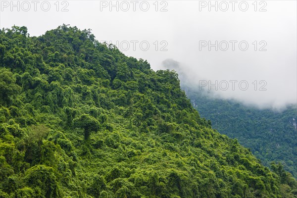 Evergreen rainforest