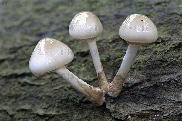 Porcelain fungi
