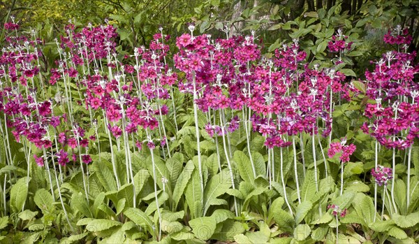 Candelabra primroses