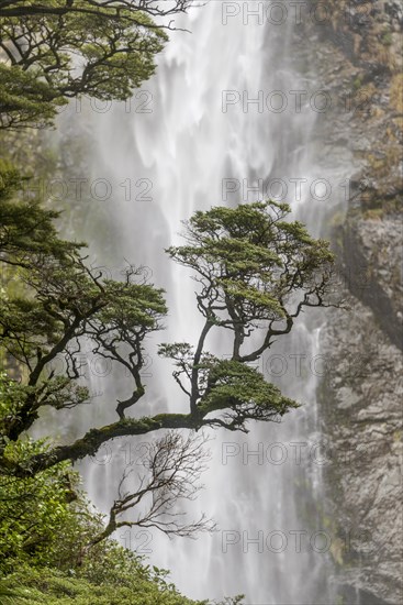 Branch of a tree in front of waterfall