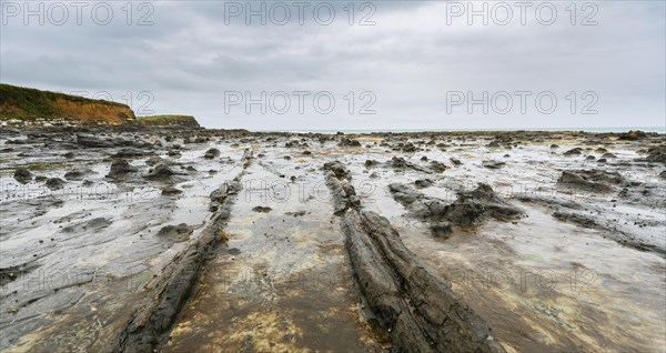 Petrified tree stumps
