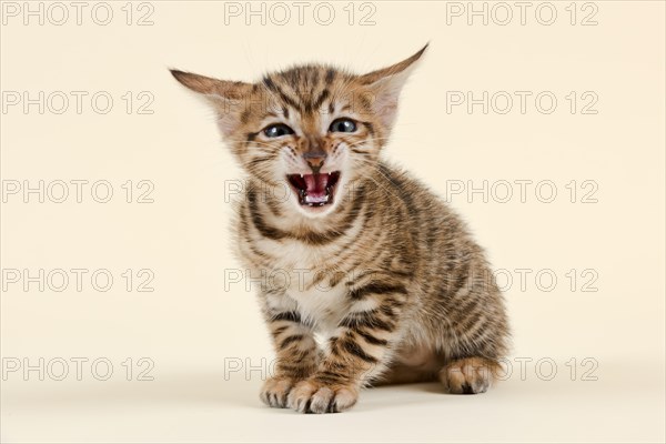 Toyger