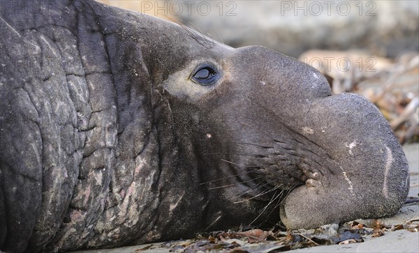 Northern Elephant Seal