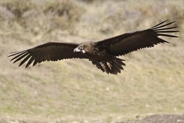 Black vulture