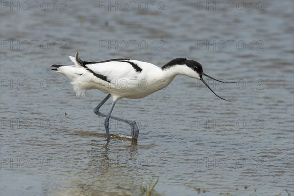 Pied avocet