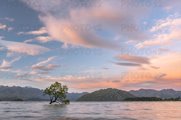 Single tree standing in the water