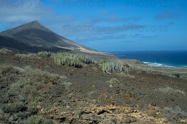 Canary Island spurge