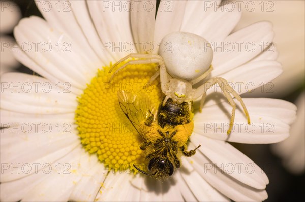 Goldenrod crab spider