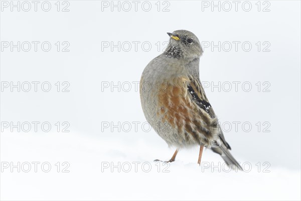 Alpine Accentor