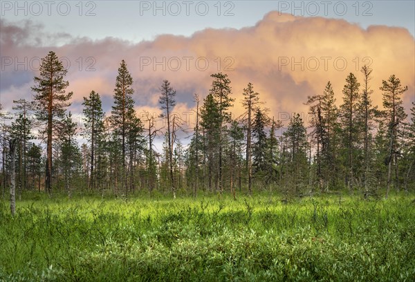 Pine forest with pink clouds in wetland