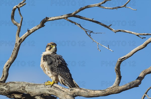 Lanner Falcon