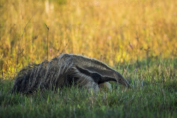 Giant anteater