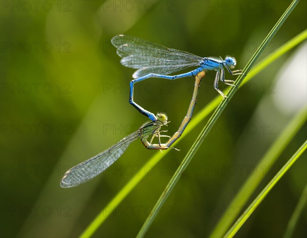 Goblet-marked damselfly