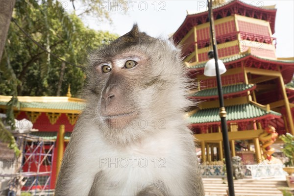 Monkey