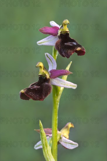 Orchid
