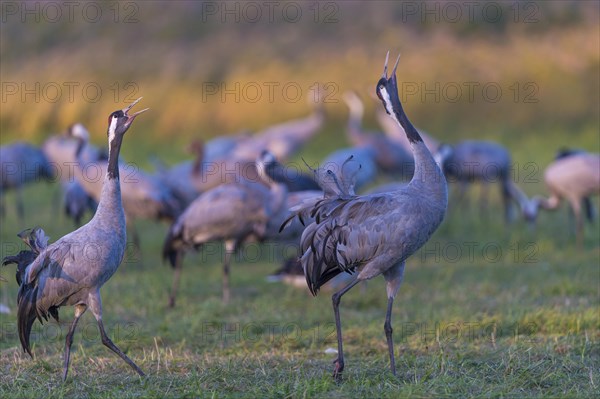 Common or European cranes