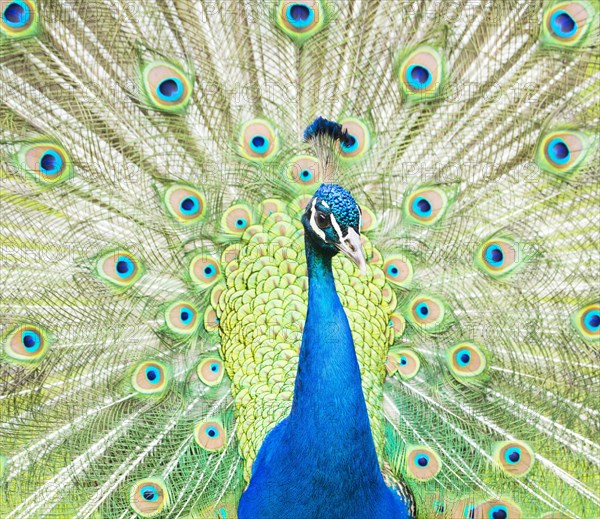 Blue Peafowl