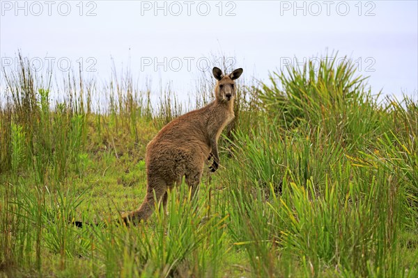 Eastern Gray Kangaroo