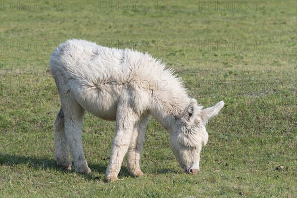Austria-Hungarian white donkey