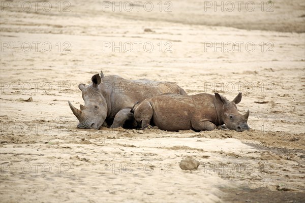 White rhinoceroses