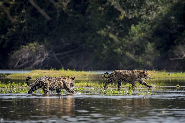 Two Jaguars