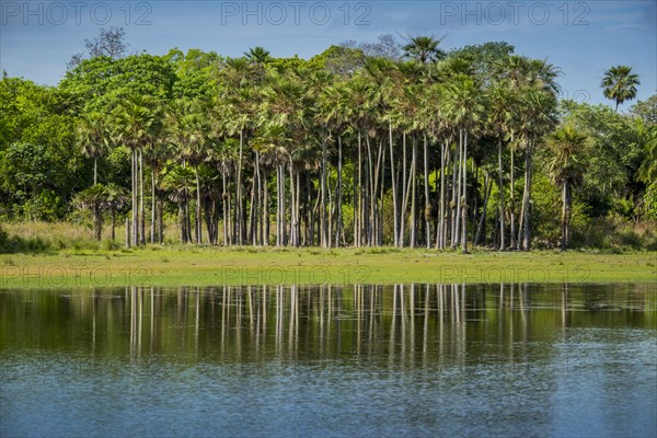 River landscape with palm trees at the Rio Negro
