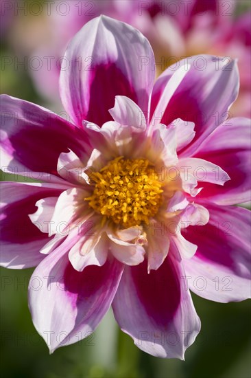 Dahlia