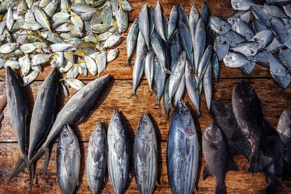 Fresh fish on table for sale
