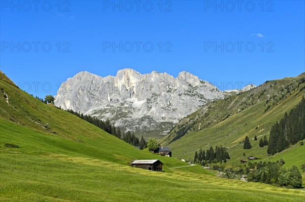 Meadows
