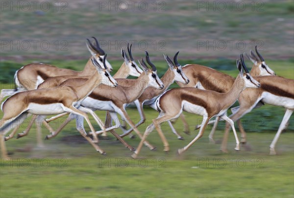 Springboks