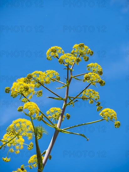Yellow blossoms