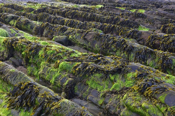 Seaweed on rock formations on the Atlantic coast at low tide