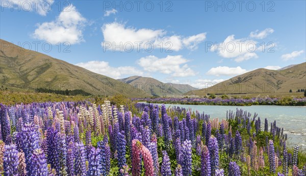 Riverbed of Ahuriri River
