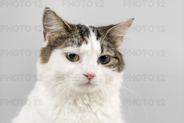 Pedigree cat Cymric
