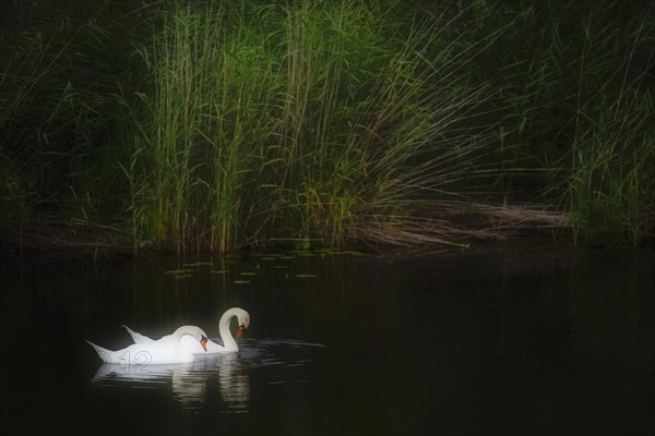 2 Mute swans