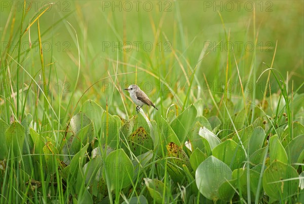 White-rumped monjita