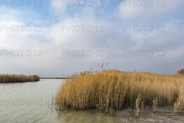 Reeds at Darscho-Lacke