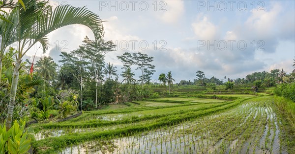 Rice terraces of Jatiluwih