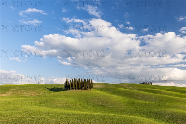 Group of cypress trees