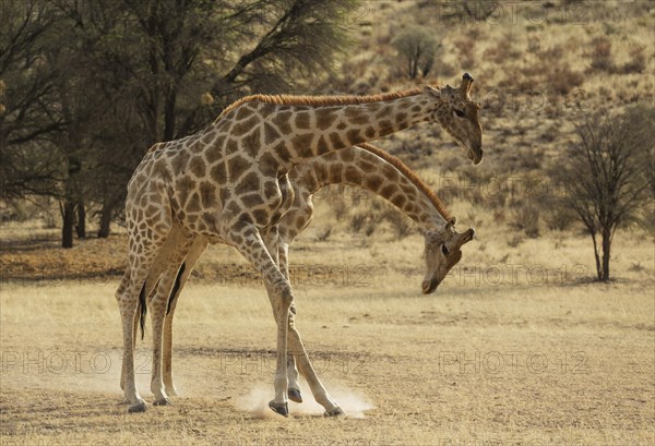 Southern Giraffe