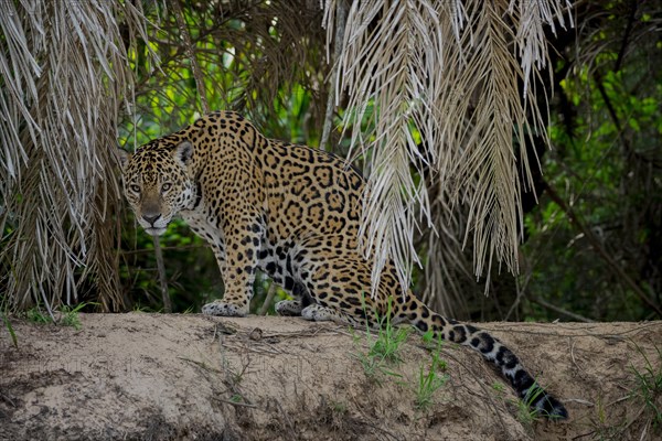 Jaguar