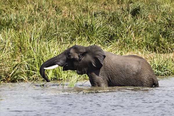 African elephant