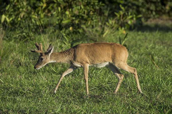 Pampas deer