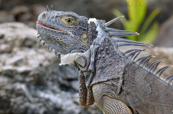 Green Iguana