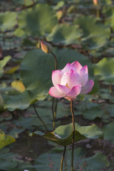 Lotus flower