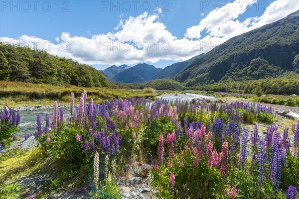 Purple Large-leaved lupines